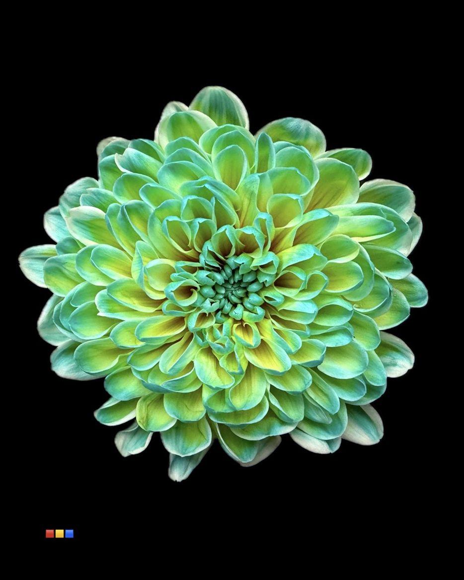 Срезанные цветы оптом Chrys sp paint altaj double mint от 40шт из Голландии с доставкой по России