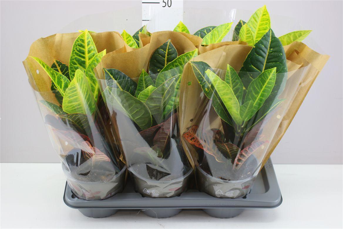 Горшечные цветы и растения оптом Codiaeum Petra от 6шт из Голландии с доставкой по России