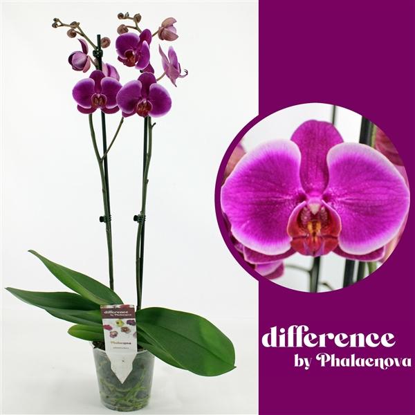 Горшечные цветы и растения оптом Phal 2st Durban 14+ (phalaenova) от 10шт из Голландии с доставкой по России