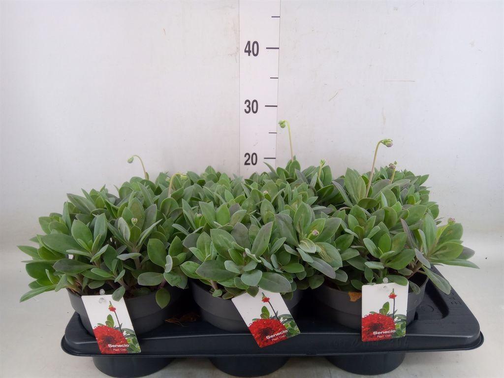 Горшечные цветы и растения оптом Senecio   ... от 6шт из Голландии с доставкой по России