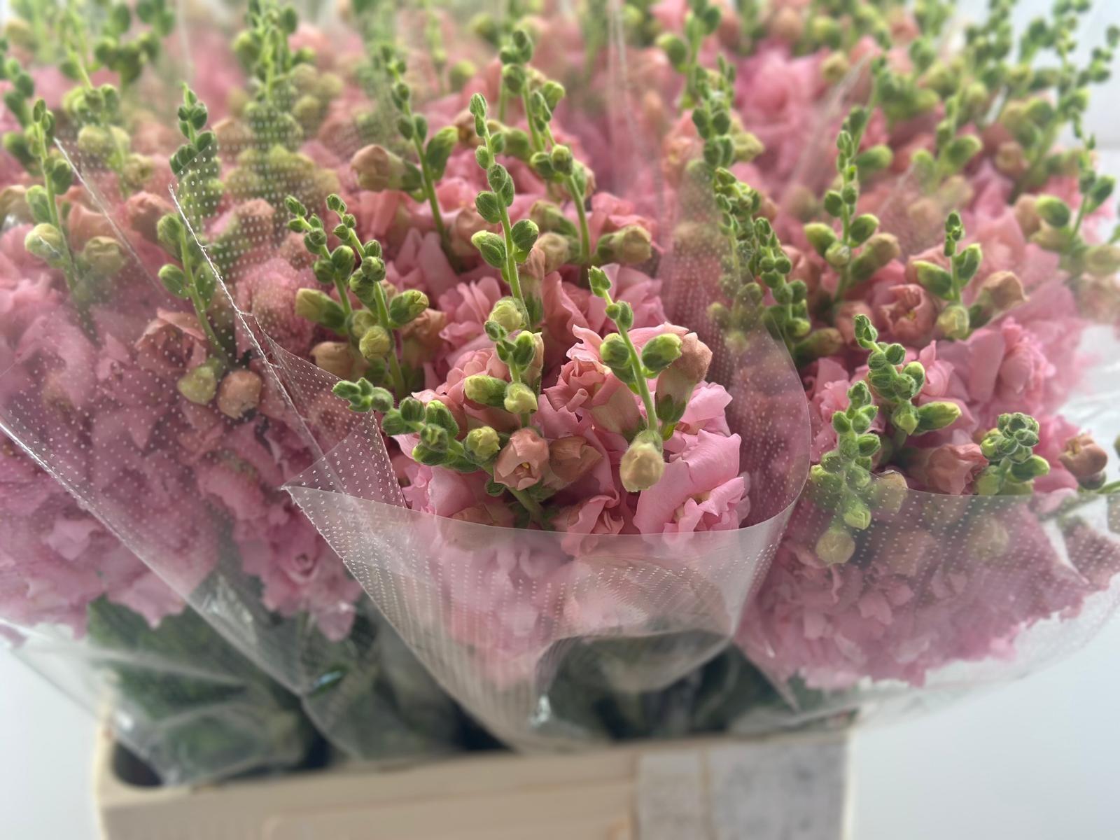 Срезанные цветы оптом Antirrhinum potamac rosalina pink от 100шт из Голландии с доставкой по России