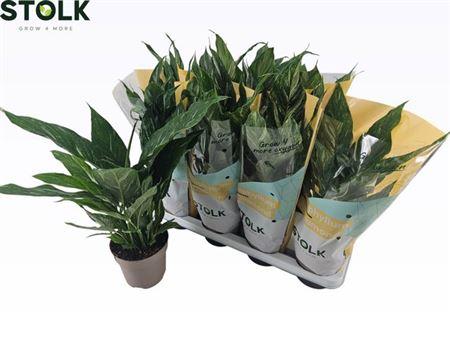 Горшечные цветы и растения оптом Spath Diamond Variegata ( No Flower) от 8шт из Голландии с доставкой по России