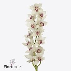 Срезанные цветы оптом Cymbidium white ivory от 9шт. из Голландии с доставкой по России