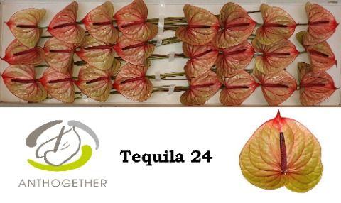 Срезанные цветы оптом Anthurium tequila от 24шт из Голландии с доставкой по России