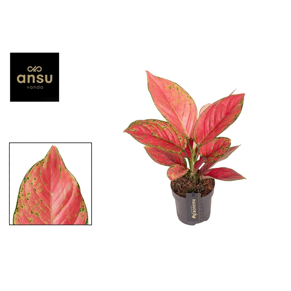 Горшечные цветы и растения оптом Aglaonema Ruby Love от 6шт из Голландии с доставкой по России