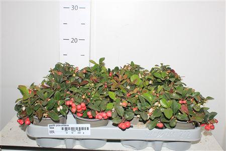 Горшечные цветы и растения оптом Gaulth Procumbens от 12шт (для телеги) из Голландии с доставкой по России