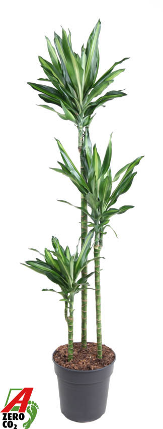 Горшечные цветы и растения оптом Drac Cintho 90-60-30 от 1шт из Голландии с доставкой по России