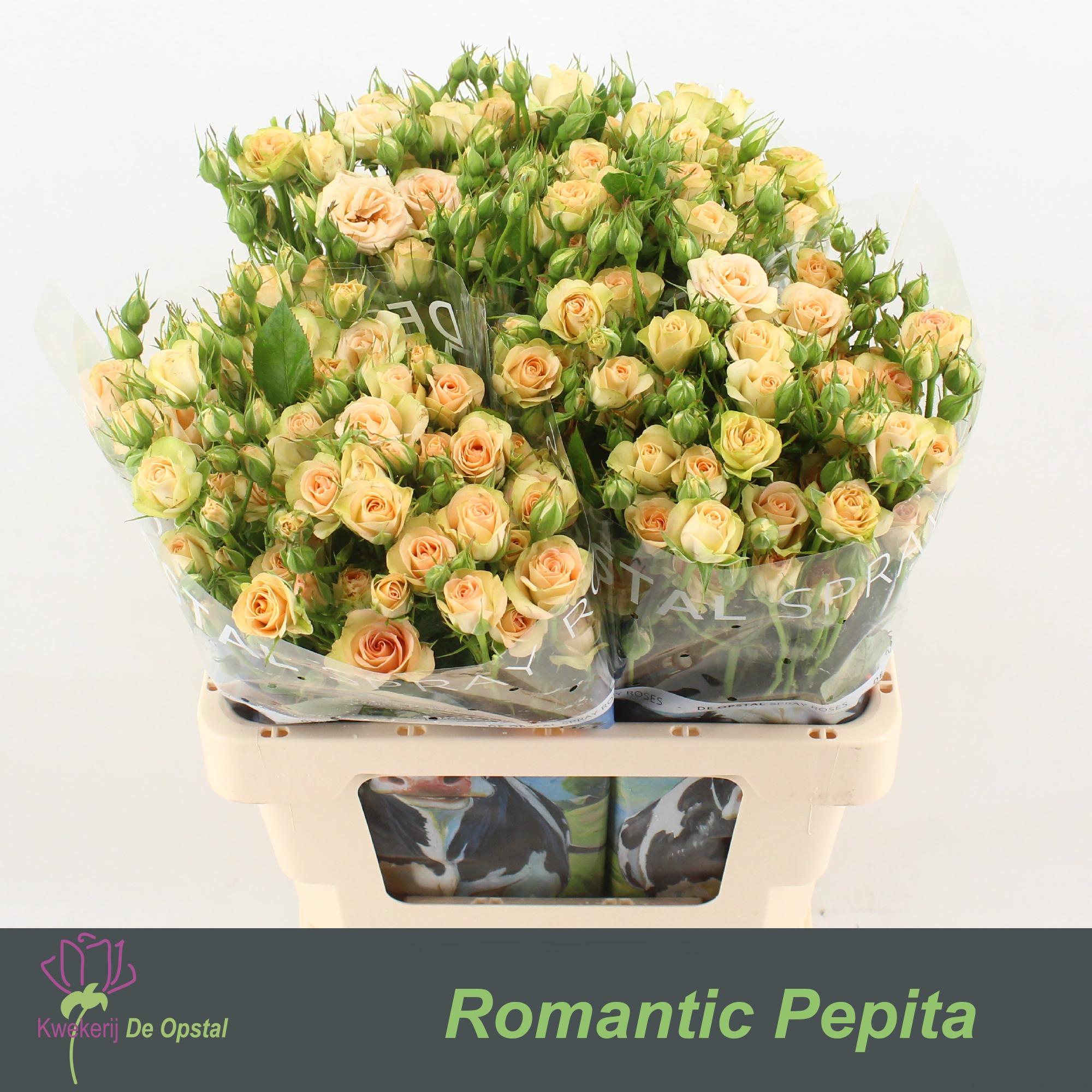 Срезанные цветы оптом Rosa spray romantic pepita от 30шт из Голландии с доставкой по России
