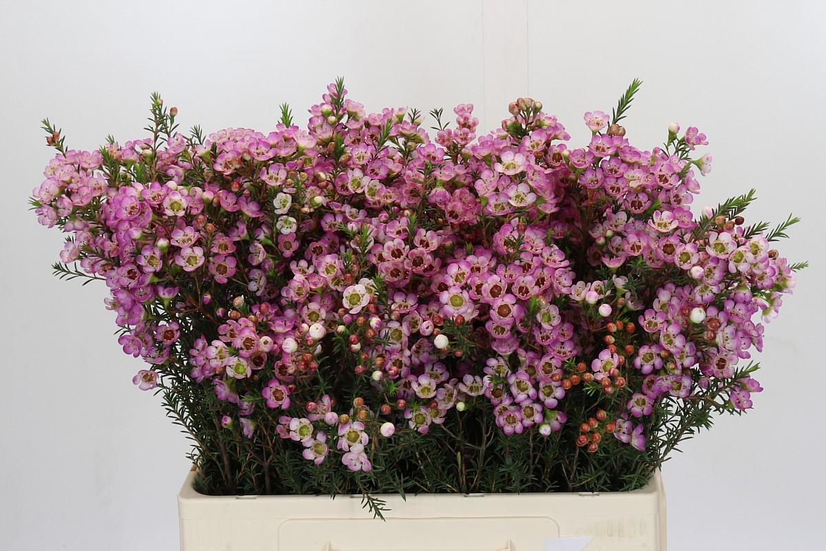 Срезанные цветы оптом Chamelaucium adi от 75шт.. из Голландии с доставкой по России