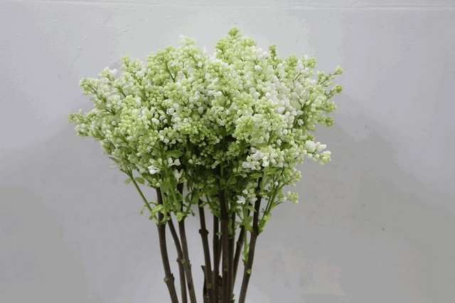 Срезанные цветы оптом Syringa white от 40шт из Голландии с доставкой по России