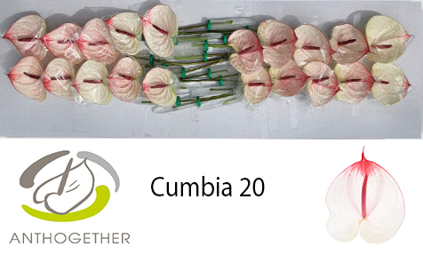 Срезанные цветы оптом Anthurium cumbia от 20шт из Голландии с доставкой по России