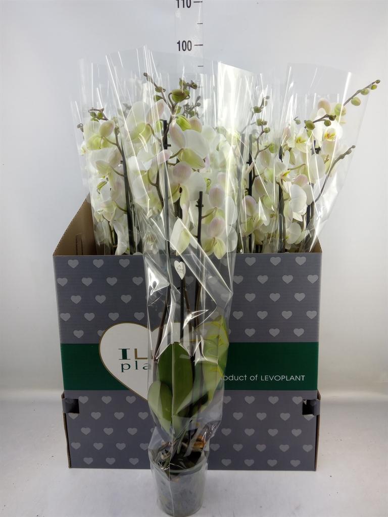 Горшечные цветы и растения оптом Phalaenopsis   ...white от 12шт из Голландии с доставкой по России