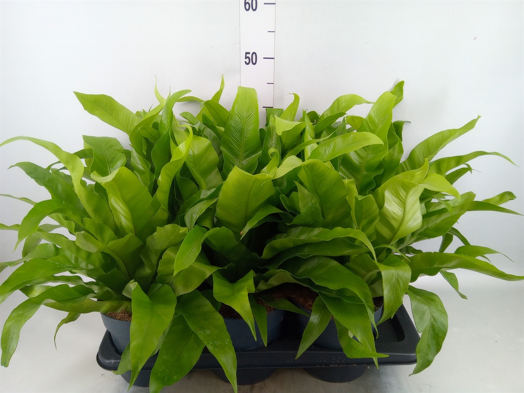 Горшечные цветы и растения оптом Asplenium Antiquum от 6шт из Голландии с доставкой по России