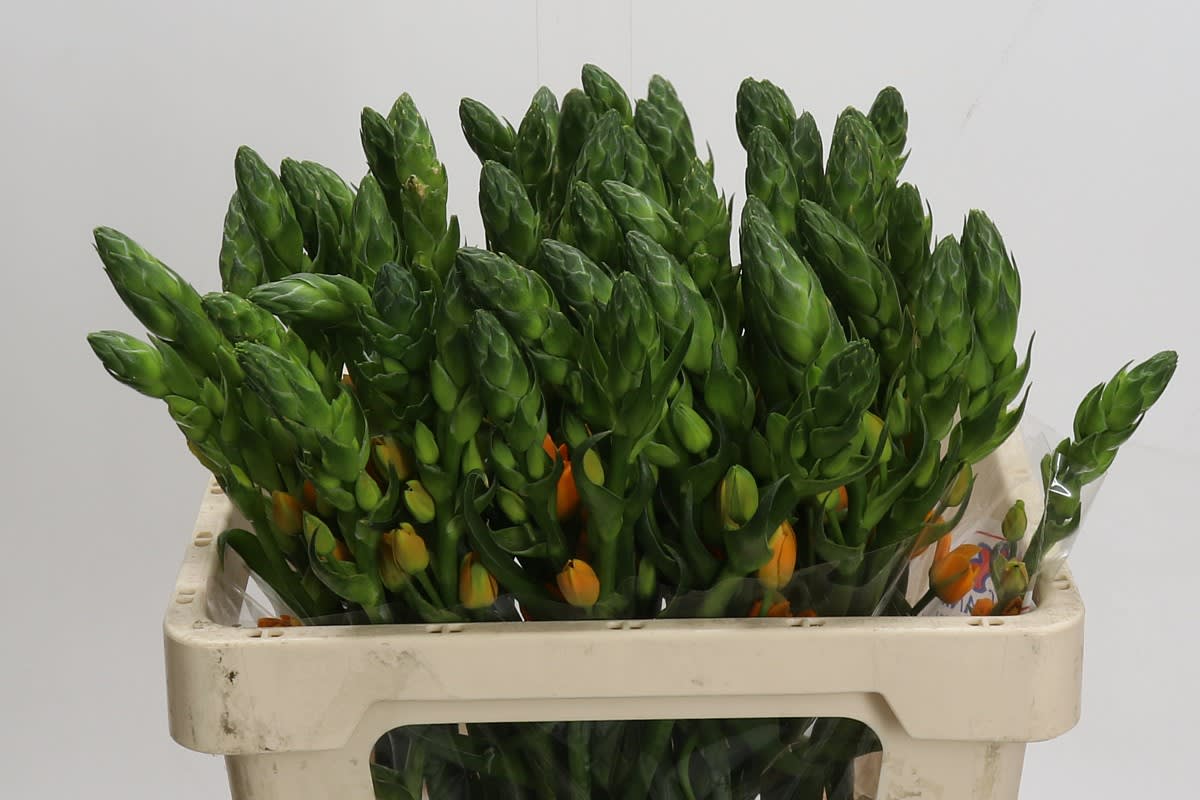 Срезанные цветы оптом Ornithogalum magic star от 50шт из Голландии с доставкой по России