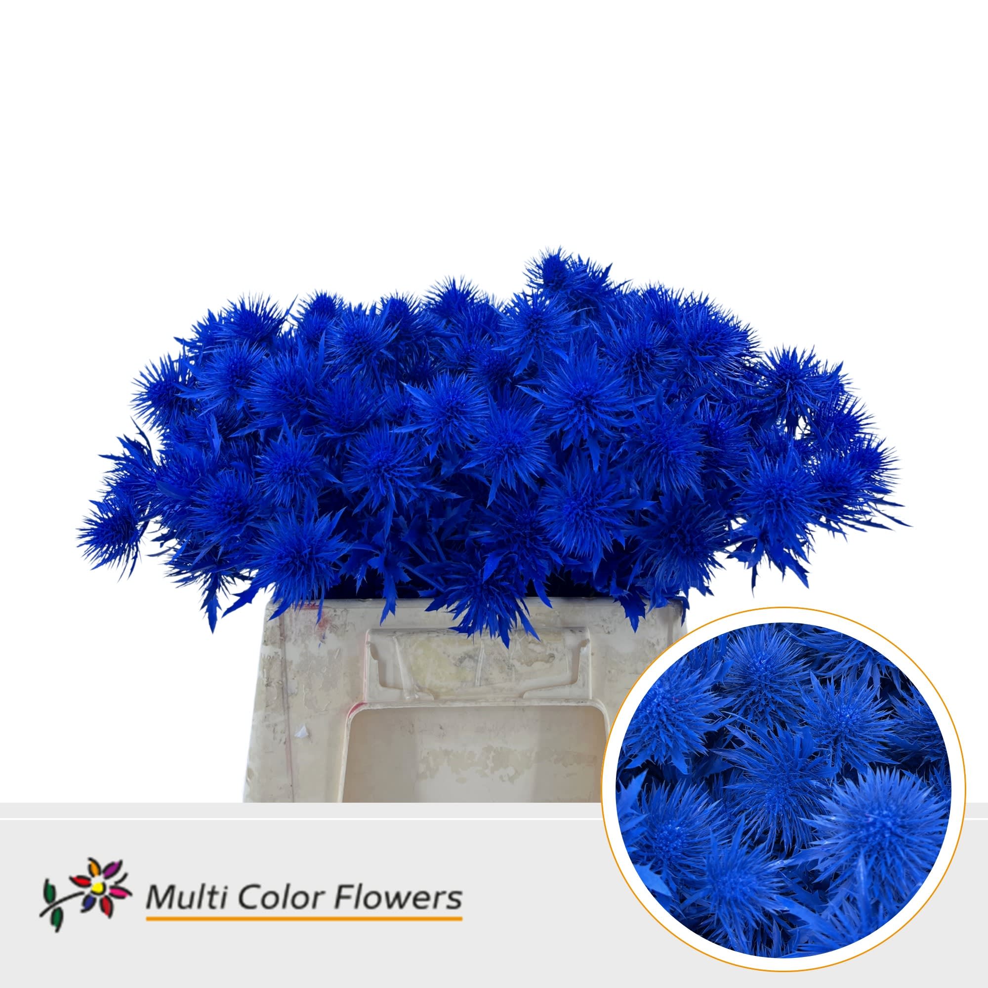 Срезанные цветы оптом Eryngium paint blue dark от 60шт из Голландии с доставкой по России