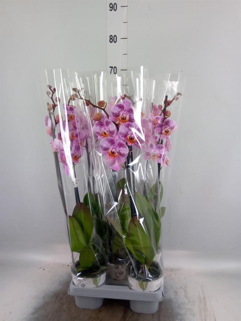 Горшечные цветы и растения оптом Phalaenopsis   ...mix от 5шт из Голландии с доставкой по России