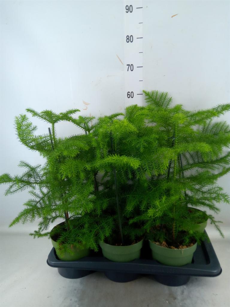 Горшечные цветы и растения оптом Araucaria Heterophylla от 6шт из Голландии с доставкой по России