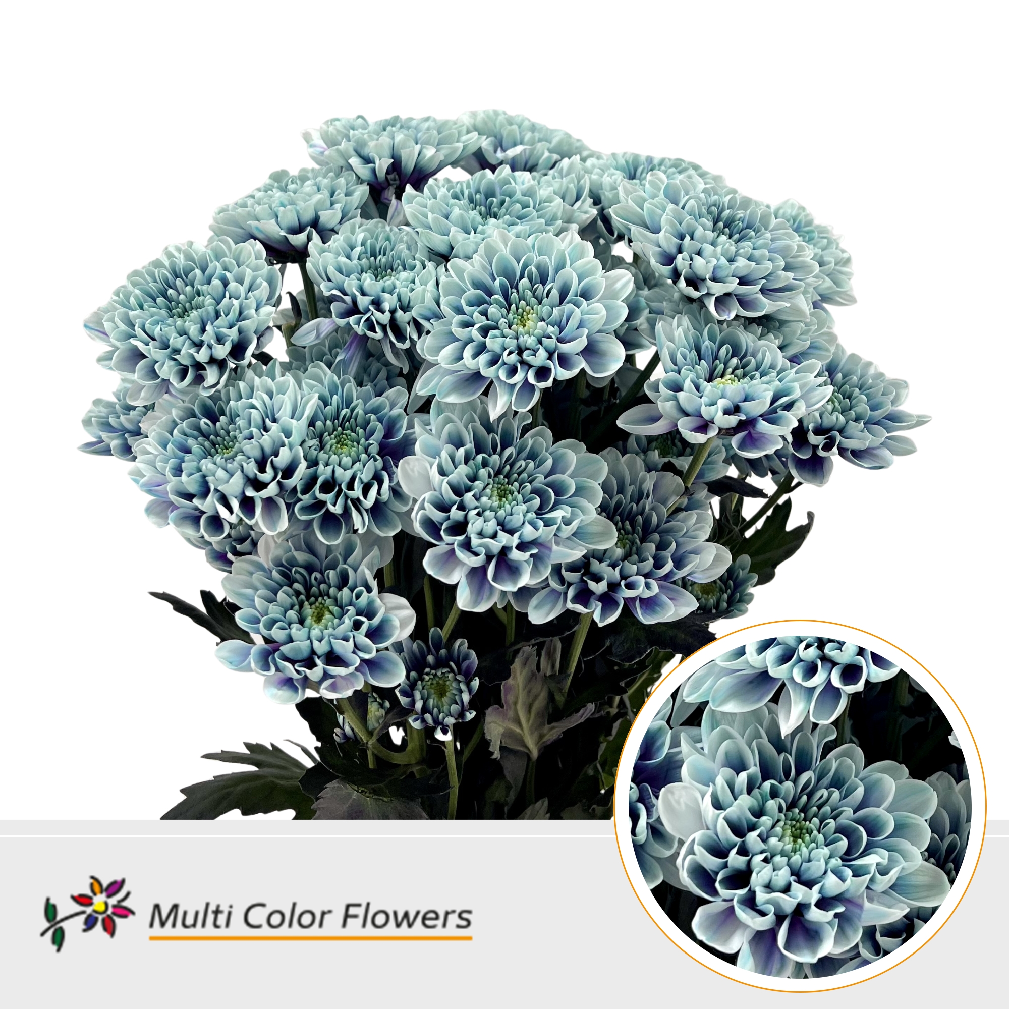 Срезанные цветы оптом Chrys sp paint altaj after eight от 40шт. из Голландии с доставкой по России