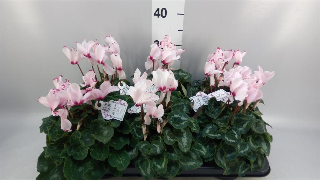 Горшечные цветы и растения оптом Cyclamen Gr ... от 6шт (для телеги) из Голландии с доставкой по России
