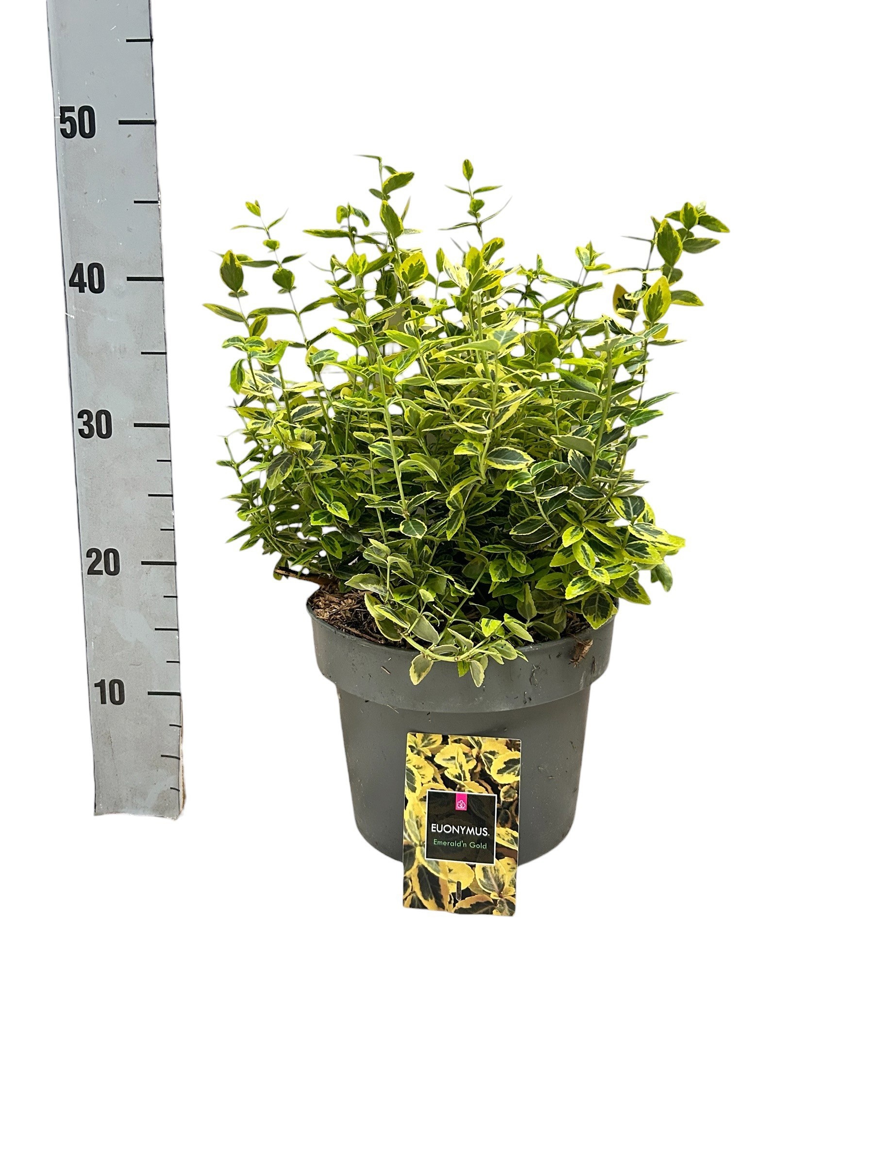 Горшечные цветы и растения оптом Euonymus Fo Em Gold от 1шт из Голландии с доставкой по России