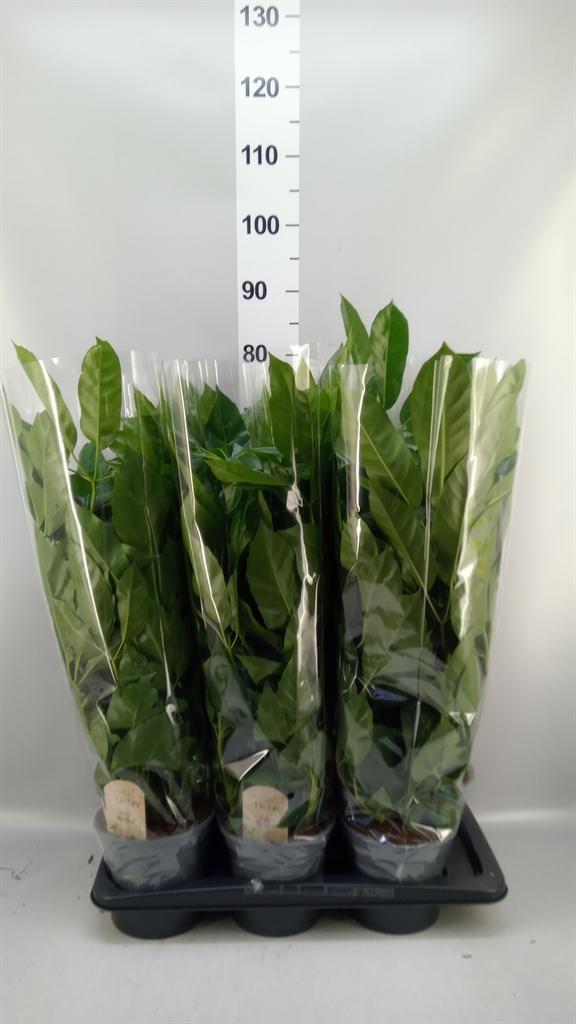 Горшечные цветы и растения оптом Schefflera Actin. от 6шт из Голландии с доставкой по России