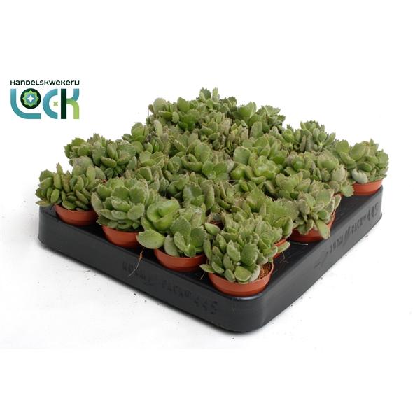 Горшечные цветы и растения оптом Cotyledon Ladismithiensis Tanz от 20шт (для телеги) из Голландии с доставкой по России