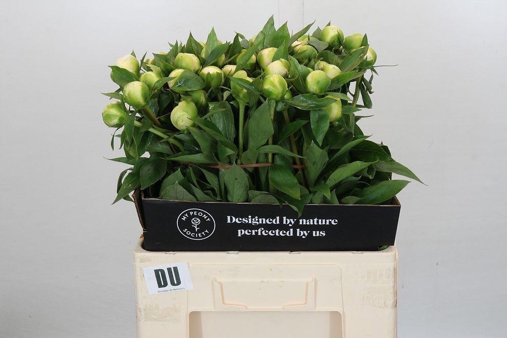 Срезанные цветы оптом Paeonia duchess de nemours от 60шт из Голландии с доставкой по России