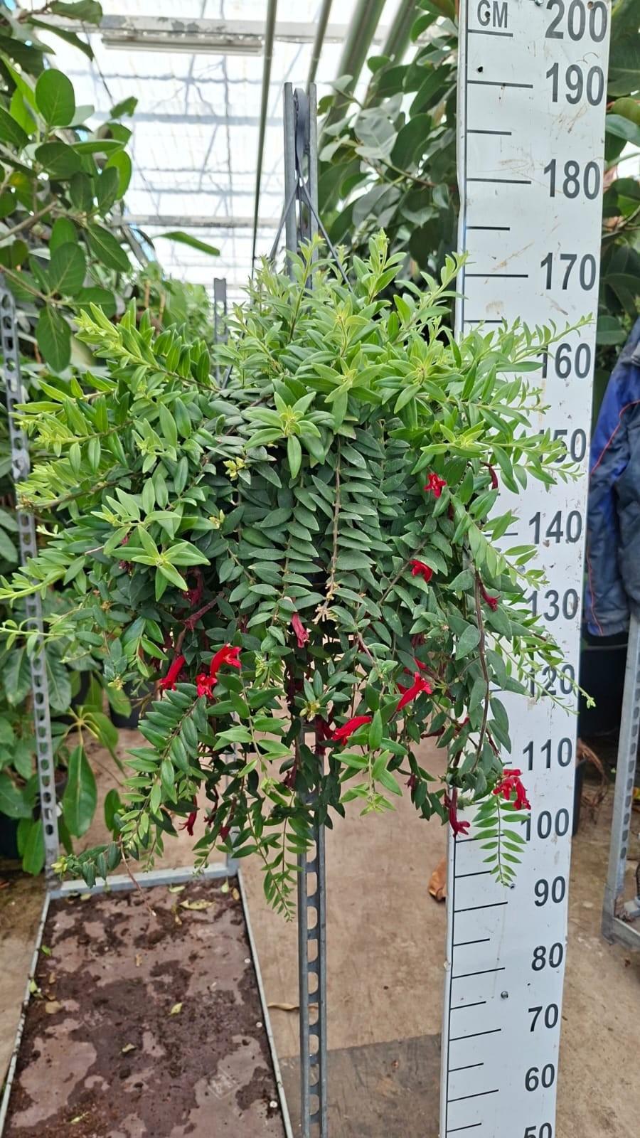 Горшечные цветы и растения оптом Aeschynanthus Caroline от 2шт из Голландии с доставкой по России