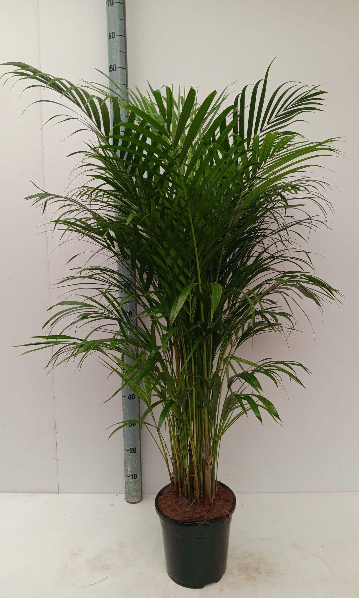 Горшечные цветы и растения оптом Dypsis Lutescens от 1шт из Голландии с доставкой по России