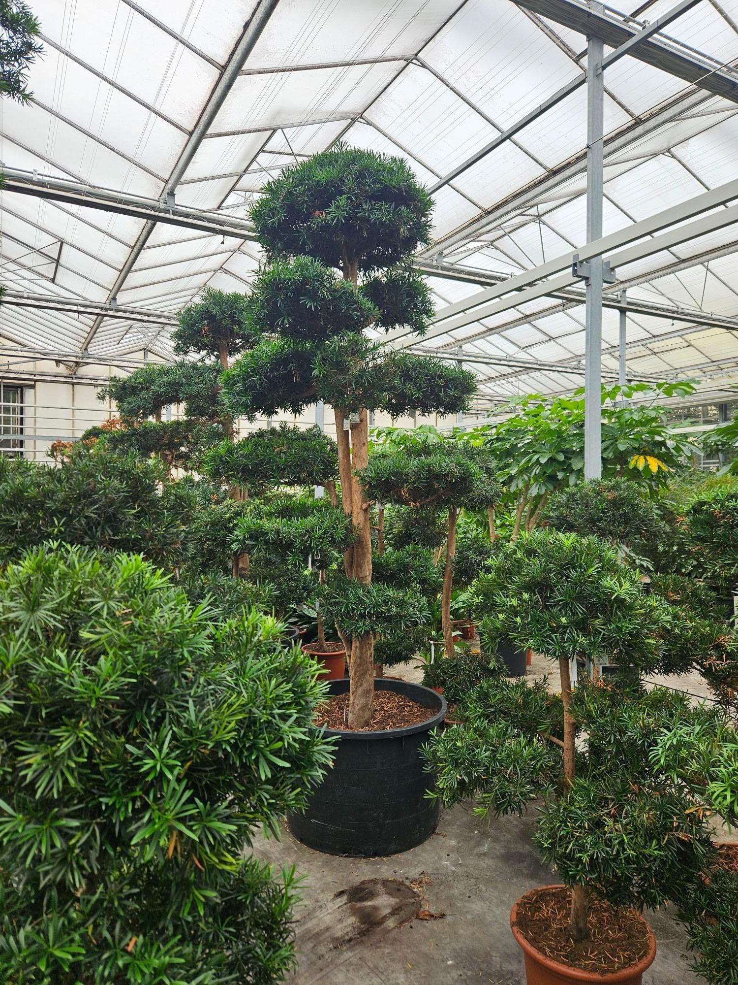Горшечные цветы и растения оптом Podocarpus Macrophylla от 1шт из Голландии с доставкой по России