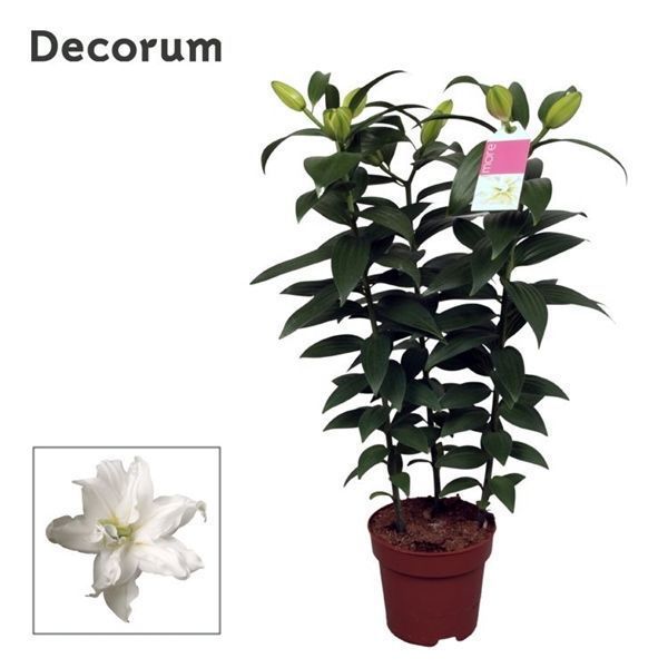 Горшечные цветы и растения оптом Lilium Or Roselily Zeta 3pp (decorum) от 6шт из Голландии с доставкой по России