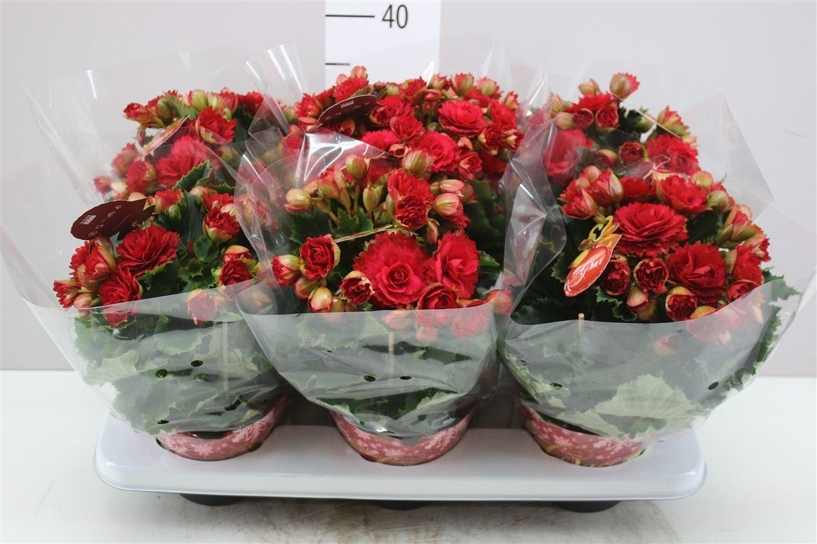 Горшечные цветы и растения оптом Begonia Du Grace от 6шт (для телеги) из Голландии с доставкой по России