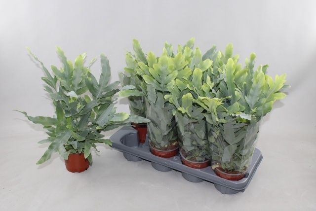 Горшечные цветы и растения оптом Phlebo A Blue Star от 8шт из Голландии с доставкой по России