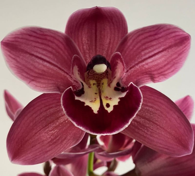 Срезанные цветы оптом Cymbidium red rotorua от 2шт из Голландии с доставкой по России