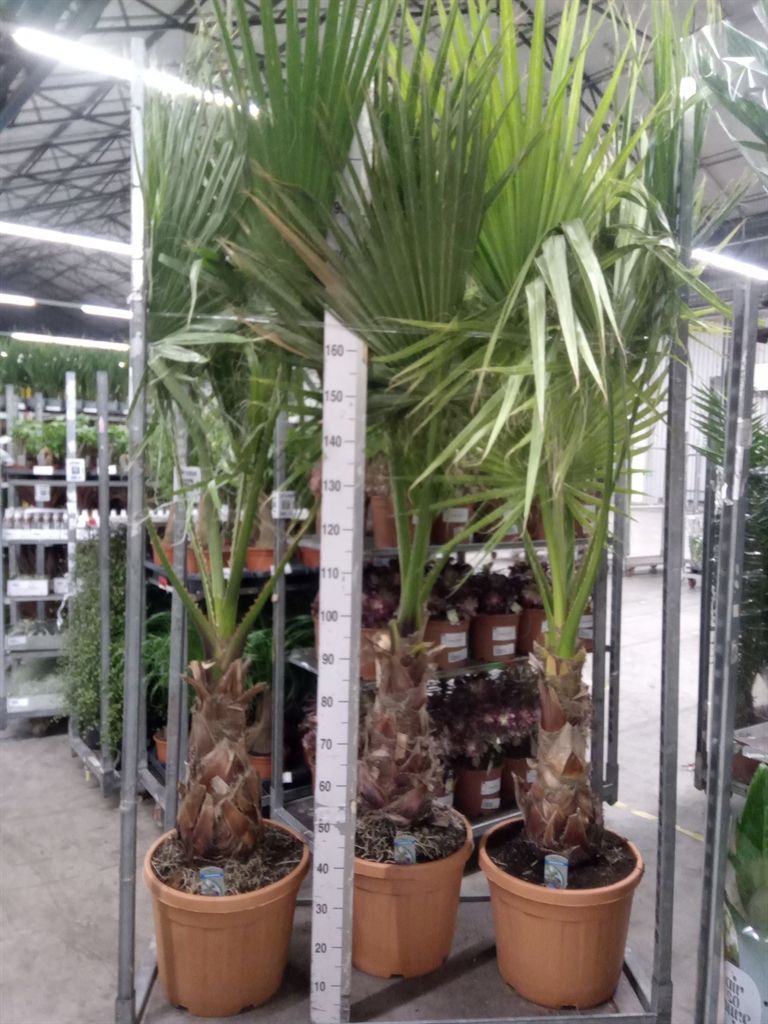 Горшечные цветы и растения оптом Washingtonia Filifera от 1шт из Голландии с доставкой по России