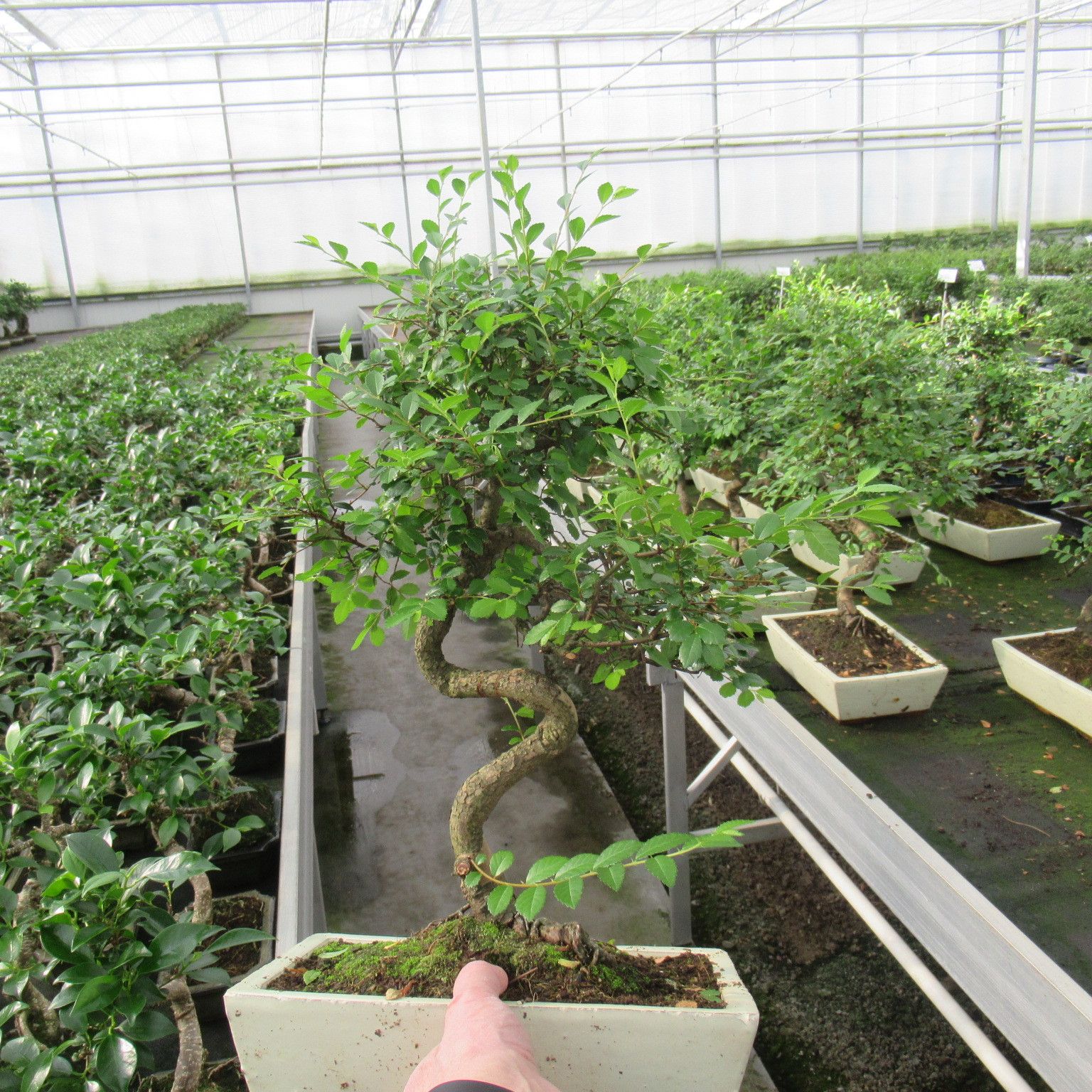 Горшечные цветы и растения оптом Bonsai Zelkova Parvifolia, With Drip от 2шт из Голландии с доставкой по России