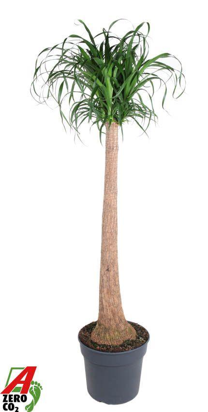 Горшечные цветы и растения оптом Beaucarnea Stam от 1шт из Голландии с доставкой по России