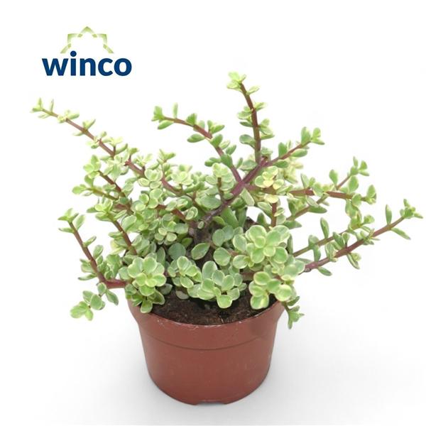 Горшечные цветы и растения оптом Crassula Afra Variegata от 9шт из Голландии с доставкой по России