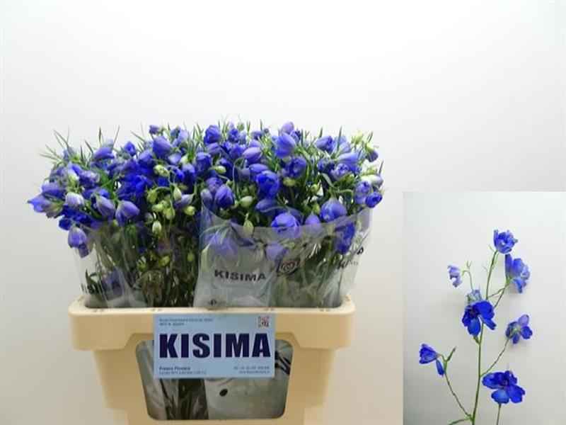 Срезанные цветы оптом Delphinium si sunshine от 40шт из Голландии с доставкой по России
