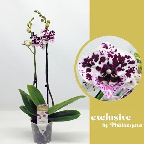 Горшечные цветы и растения оптом Phal 2st Speechless Elegance 14+ (phalaenova) от 10шт из Голландии с доставкой по России