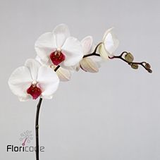 Срезанные цветы оптом Phalaenopsis red lips (per stem) от 10шт из Голландии с доставкой по России