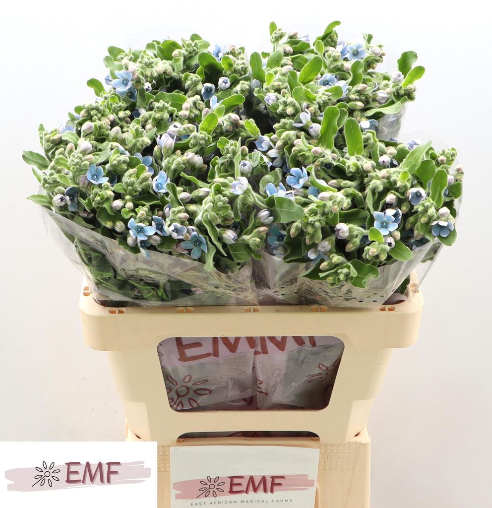 Срезанные цветы оптом Oxypetalum tanioka pure blue от 60шт из Голландии с доставкой по России