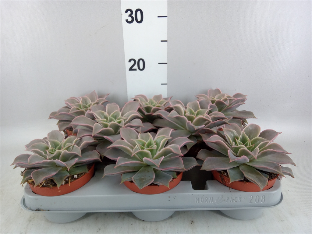 Горшечные цветы и растения оптом Echeveria ... A от 8шт из Голландии с доставкой по России