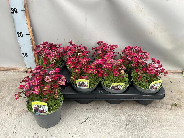 Горшечные цветы и растения оптом Saxif Ar Tour Dp Red от 8шт из Голландии с доставкой по России