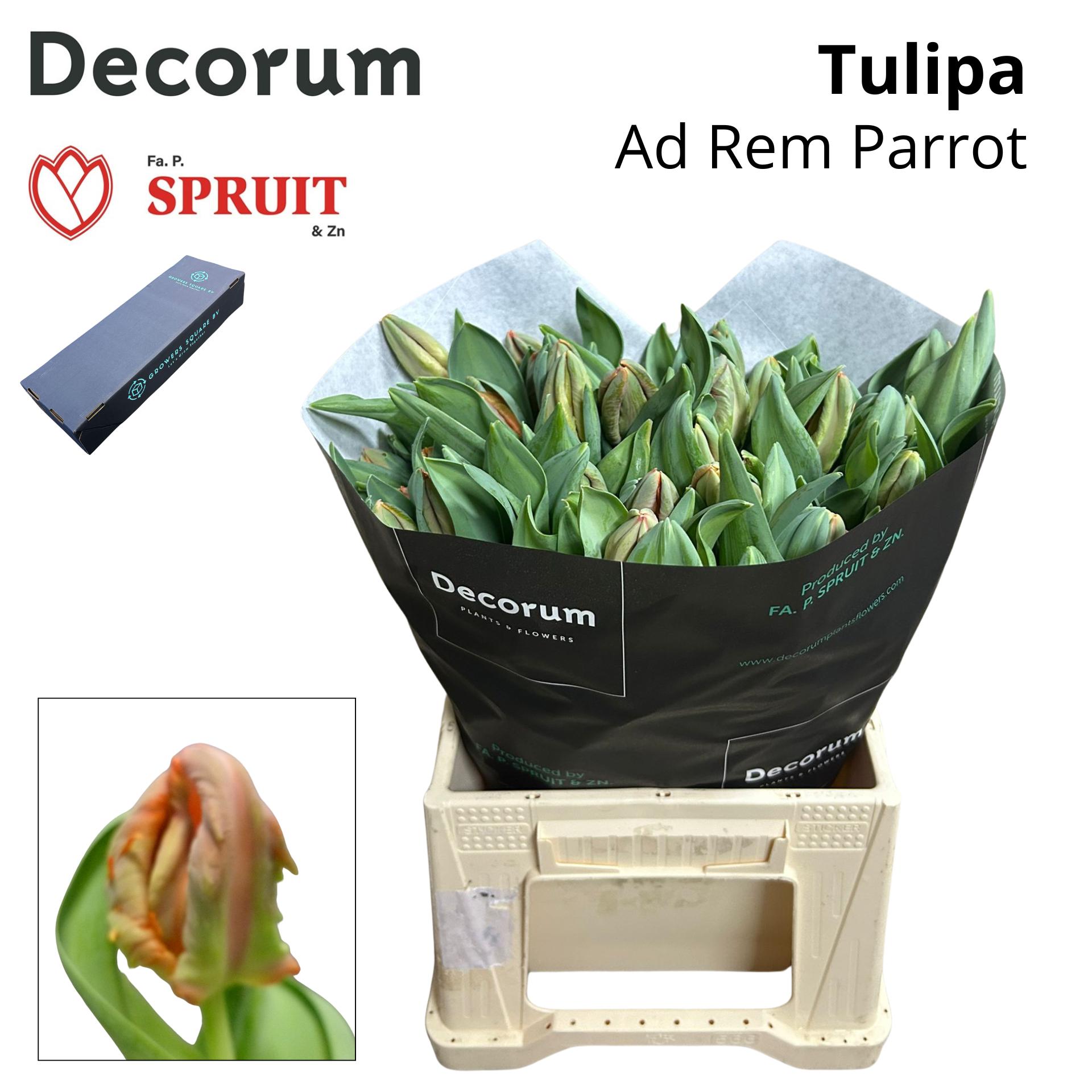 Срезанные цветы оптом Tulipa pa rem parrot от 30шт. из Голландии с доставкой по России