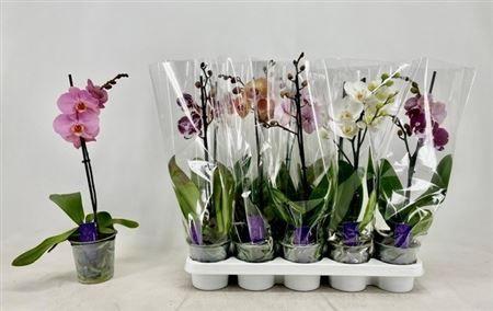 Горшечные цветы и растения оптом Phal Gem 1 Branche 6+ от 10шт из Голландии с доставкой по России