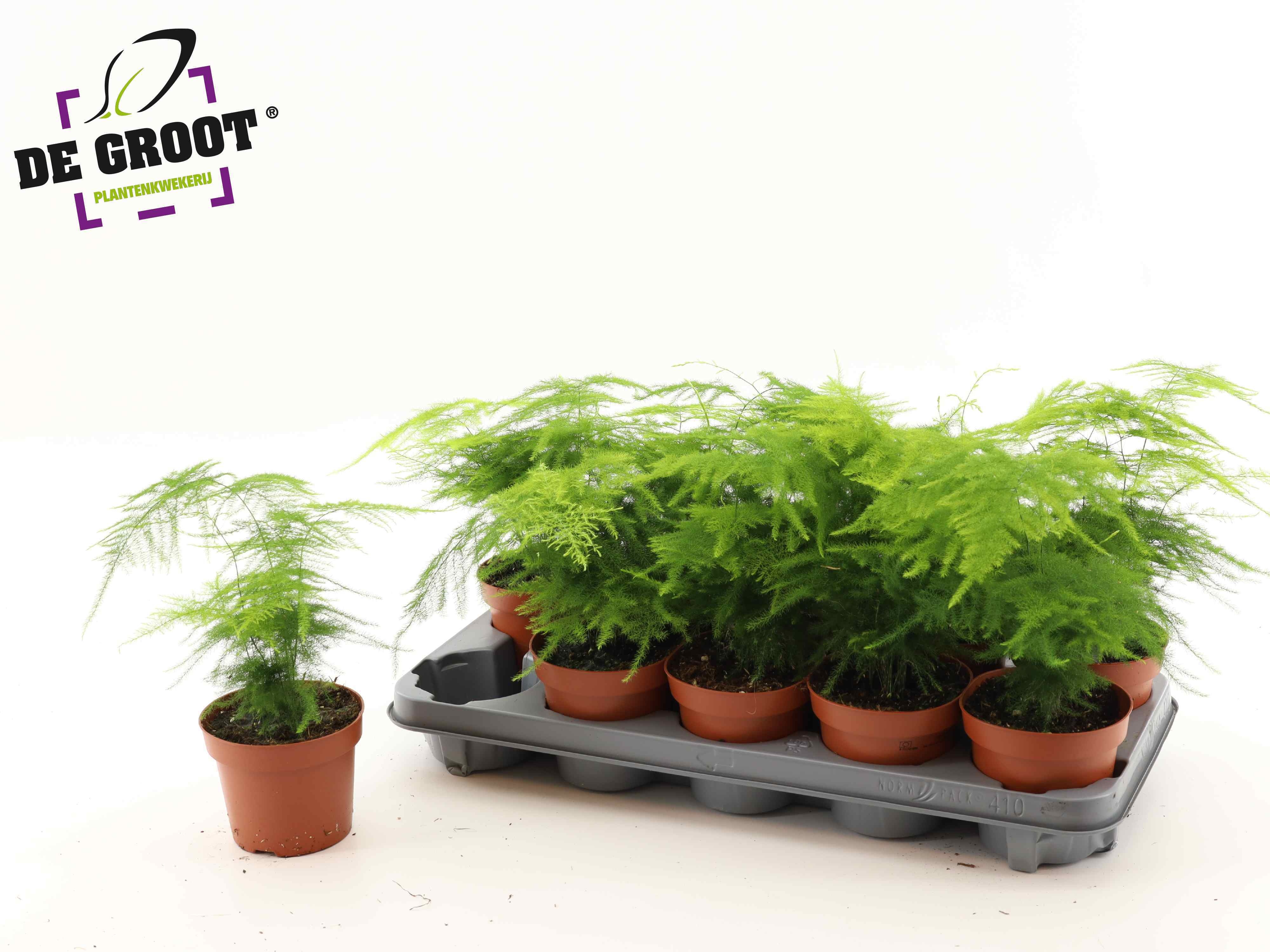 Горшечные цветы и растения оптом Aspar Setaceus от 10шт из Голландии с доставкой по России