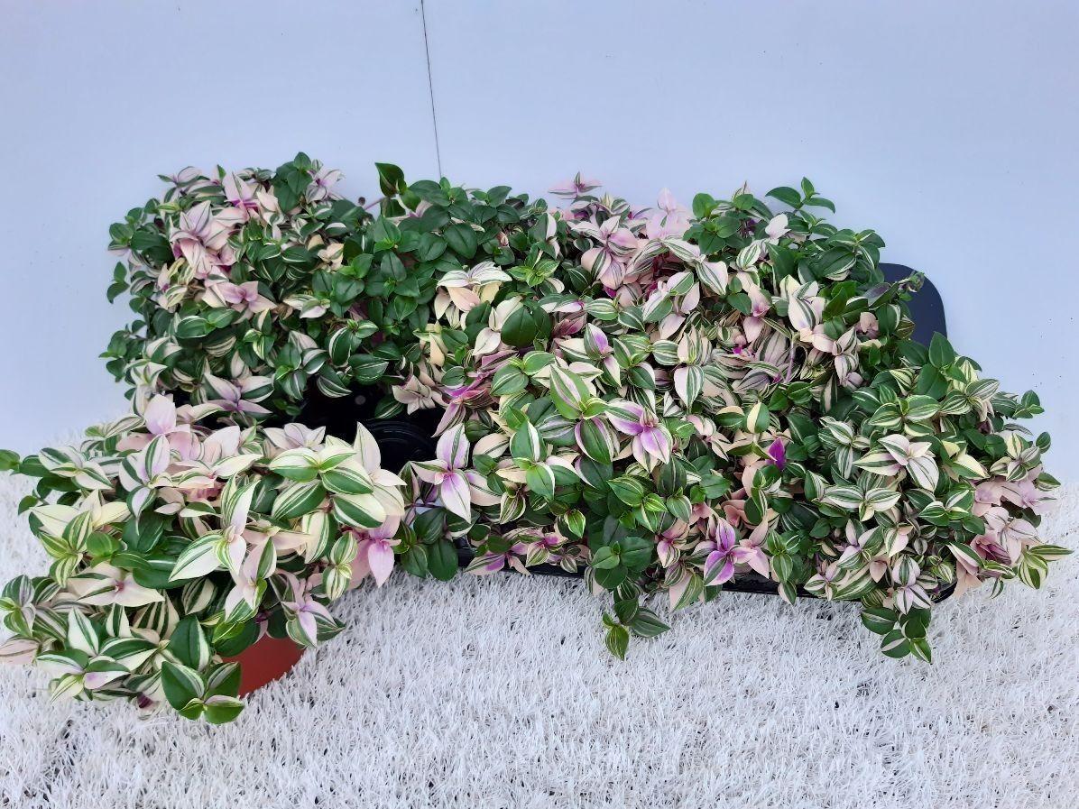 Горшечные цветы и растения оптом Trad Fl Quadricolor от 6шт из Голландии с доставкой по России