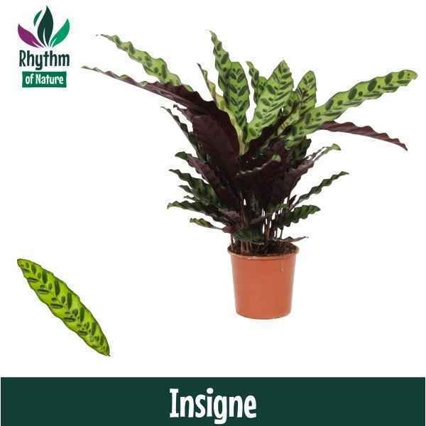 Горшечные цветы и растения оптом Calathea Insigne (rhythm Of Nature) от 8шт из Голландии с доставкой по России