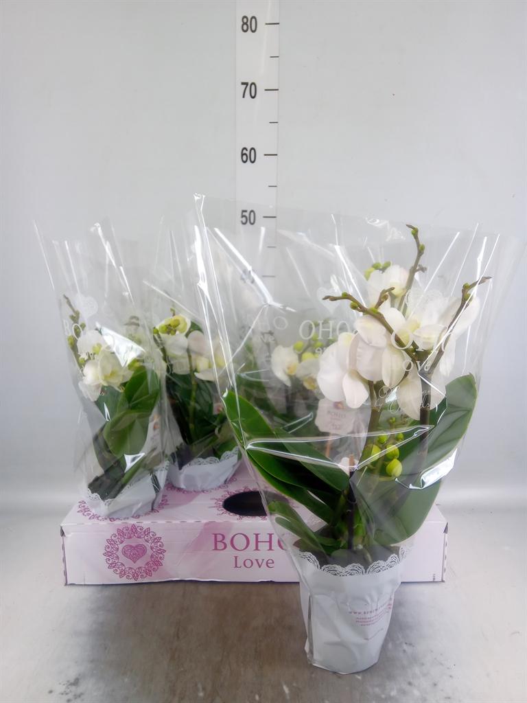 Горшечные цветы и растения оптом Phalaenopsis   ...white от 5шт из Голландии с доставкой по России